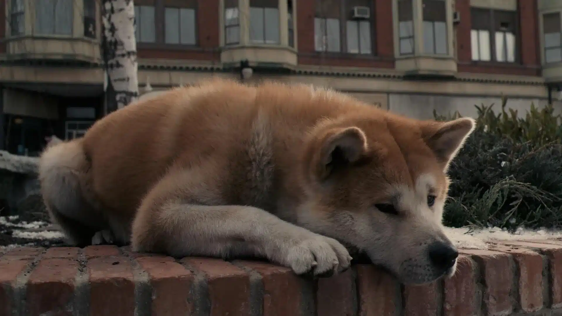 siempre a tu lado hachiko