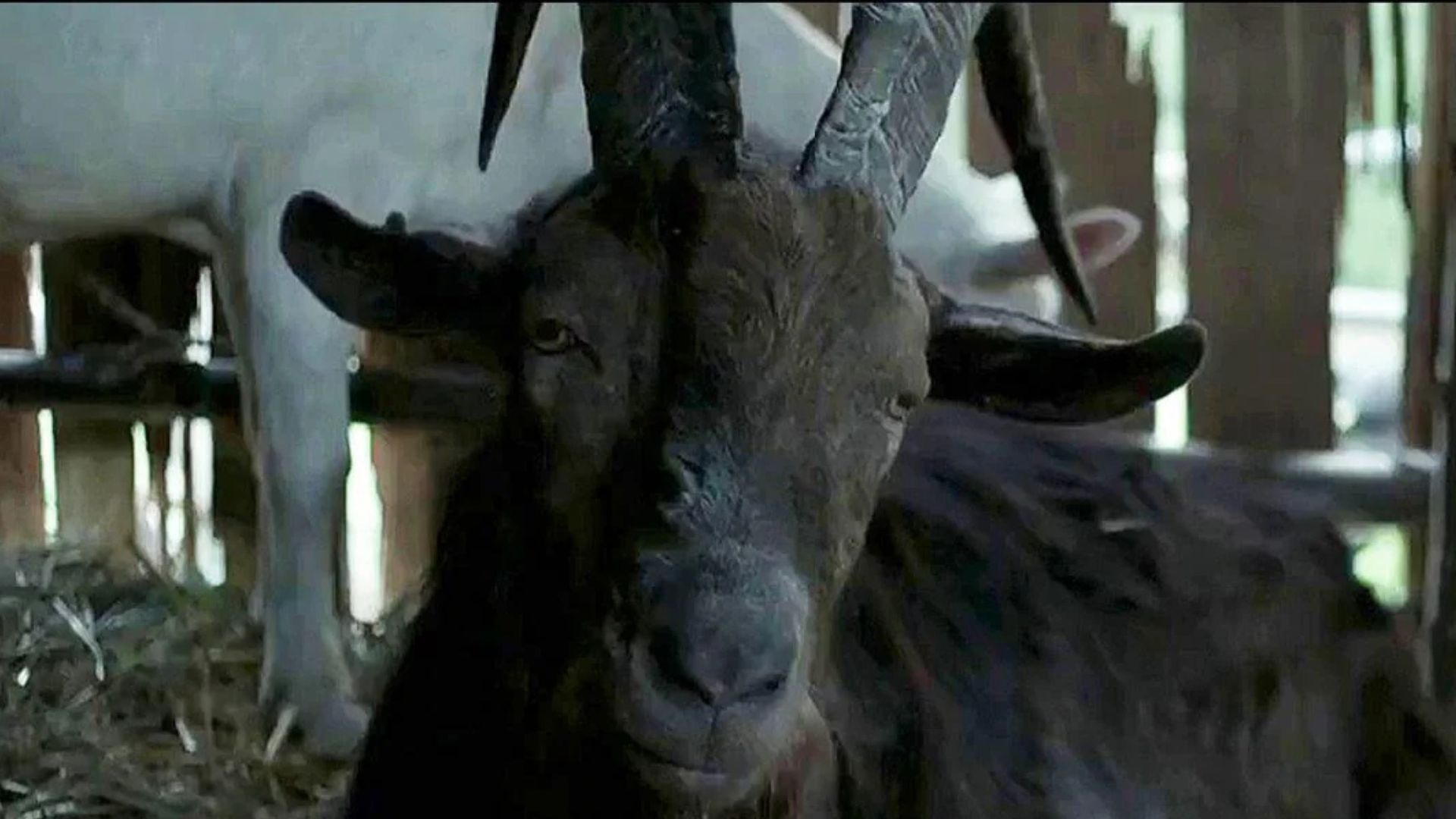 Black Phillip (La bruja, 2015) personajes del cine de terror