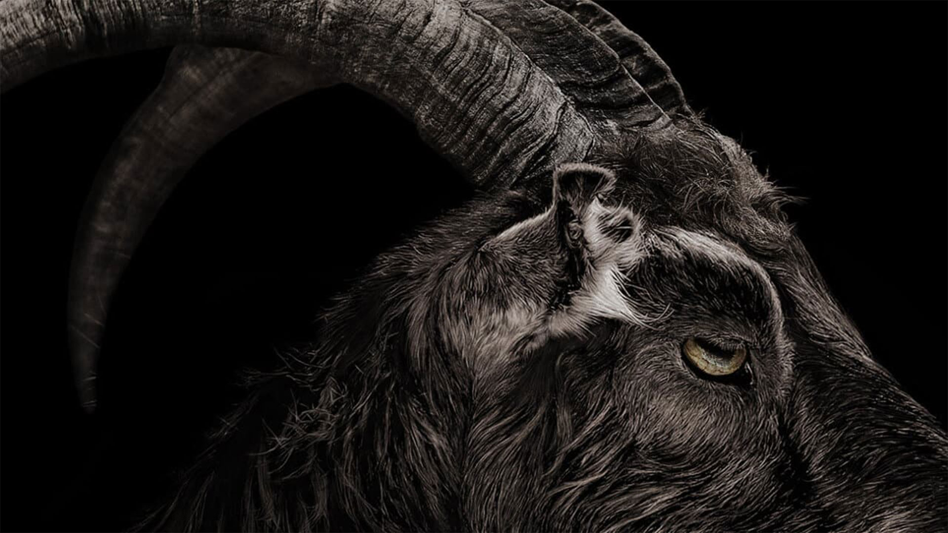 personajes mas escalofriantes siglo xxi black phillip la bruja