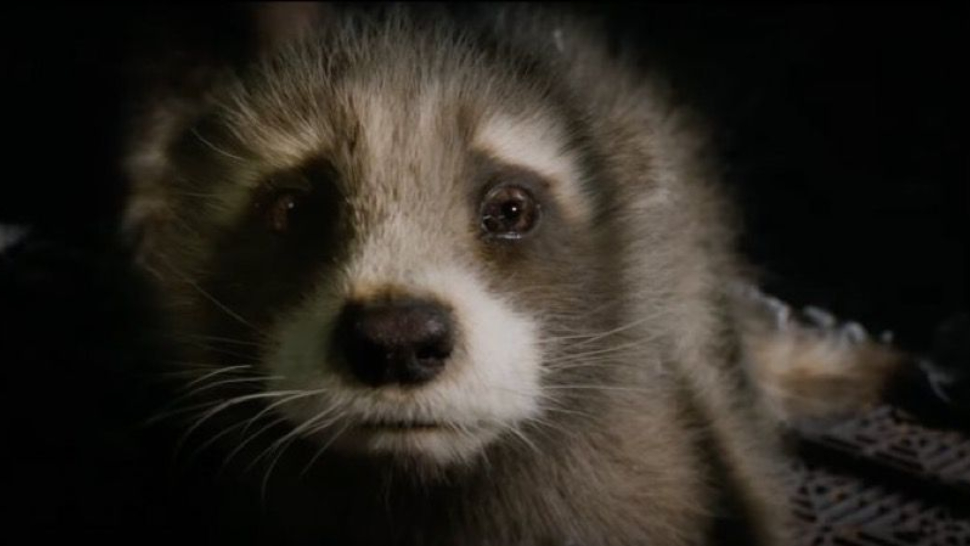 rocket raccoon bebe trailer guardianes de la galaxia vol 3