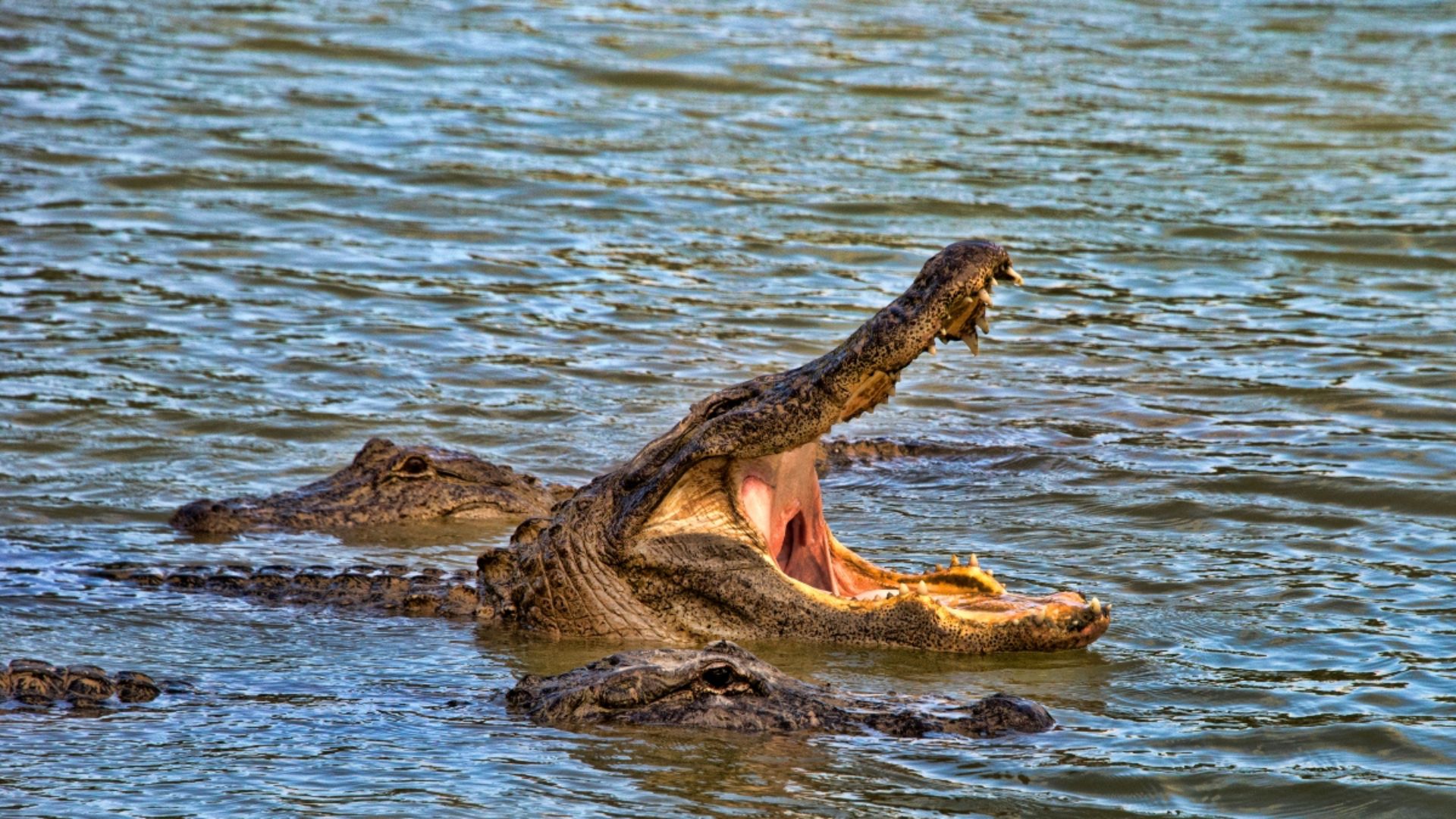 cocodrilo que consumió metanfetaminas película 