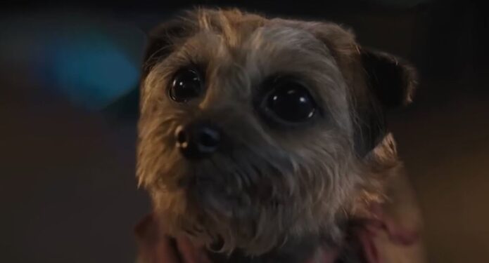 Hijos de perra película perritos adoptados