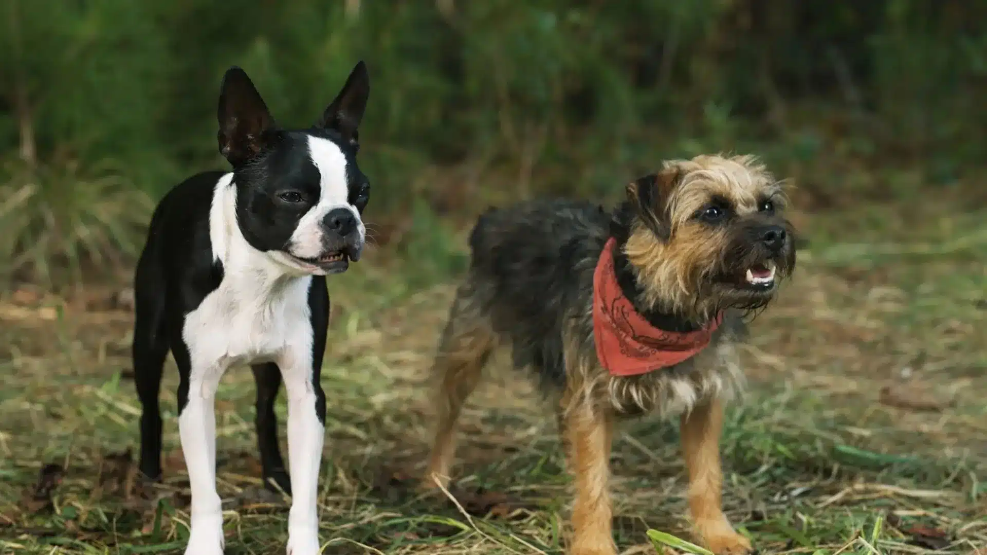 director-de-hijos-de-perra-adopto-a-perrito-actor