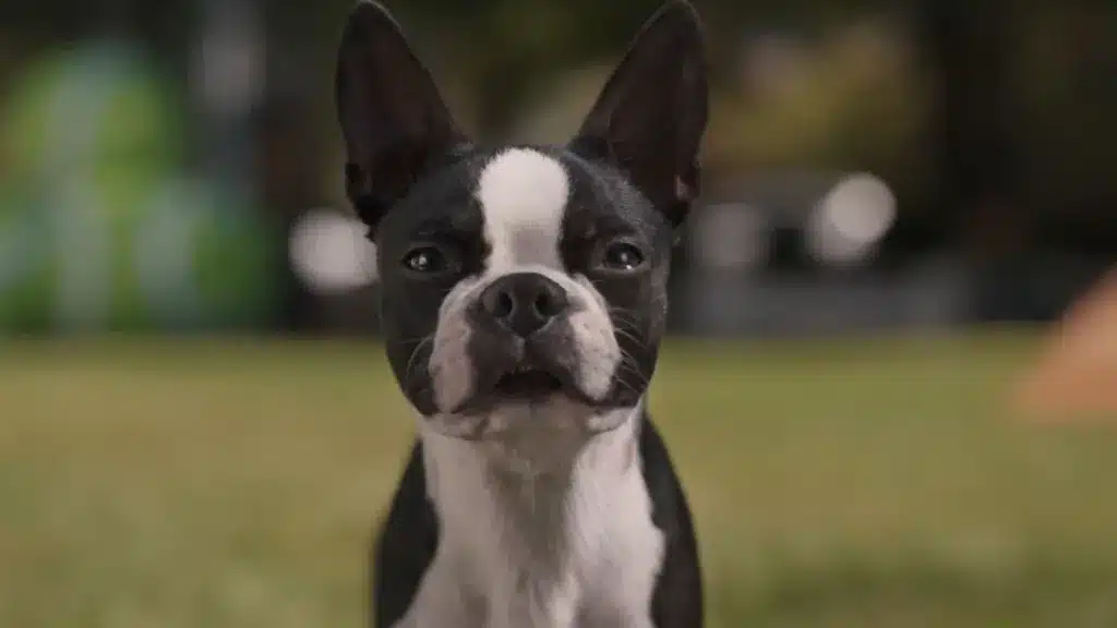 ¡Todo por el realismo! Hijos de perra utilizó muy poco CGI y apostó por usar animales reales