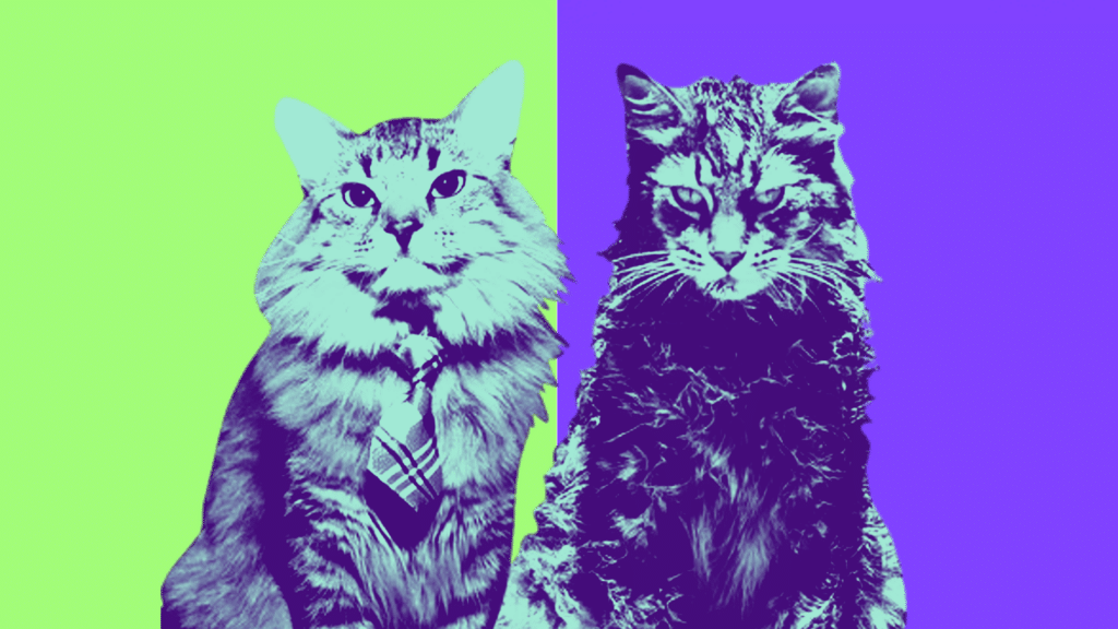 Conoce a Tonic: el gato actor que conquista la pantalla y las alfombras rojas