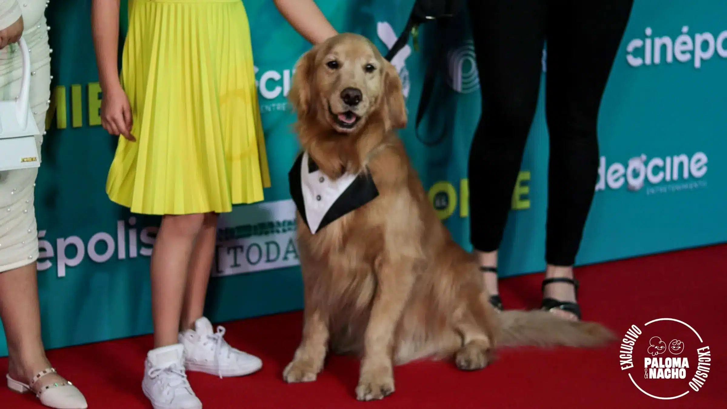 Brandon, perro actor.