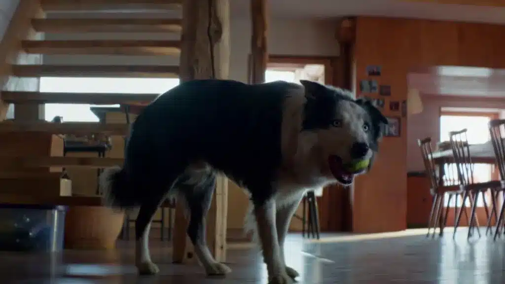Conoce a Messi, el perro ganador del Palm Dog en Anatomía de una caída