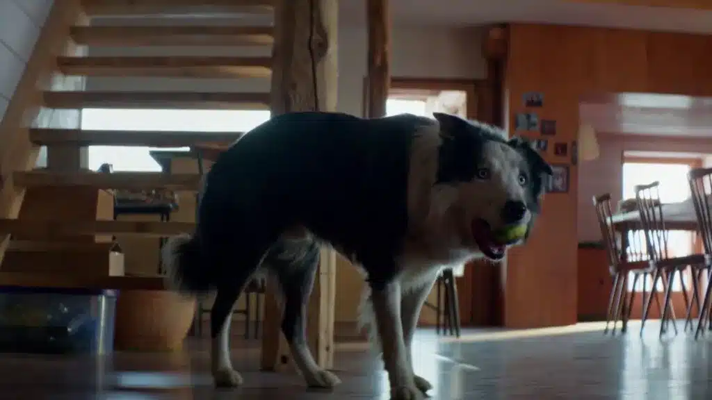 ¡Todo un profesional! Así entrenó el perro de Anatomía de una caída para “hacerse el muerto”