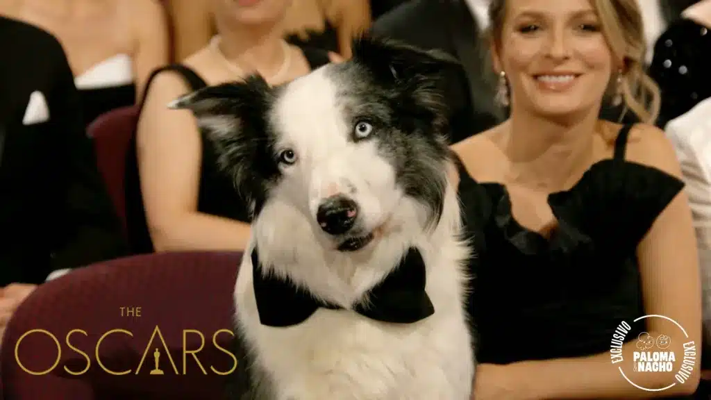 Oscar 2024: ¡Lo logró! Messi, el perro de Anatomía de una caída, asistió a la ceremonia