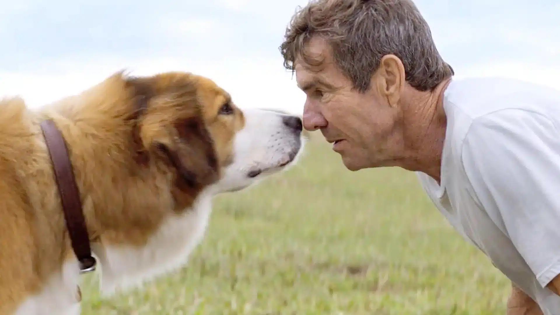 Películas de perritos La razón de estar contigo Dennis Quaid