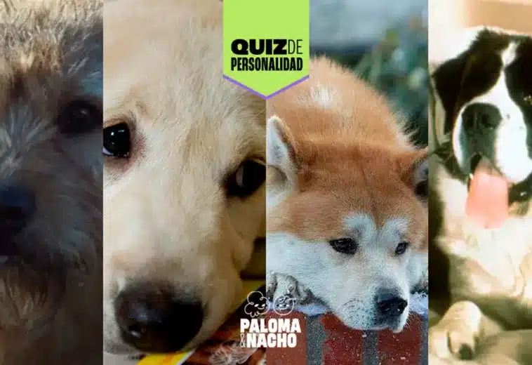 Quiz: ¿Qué perrito del cine te representa?