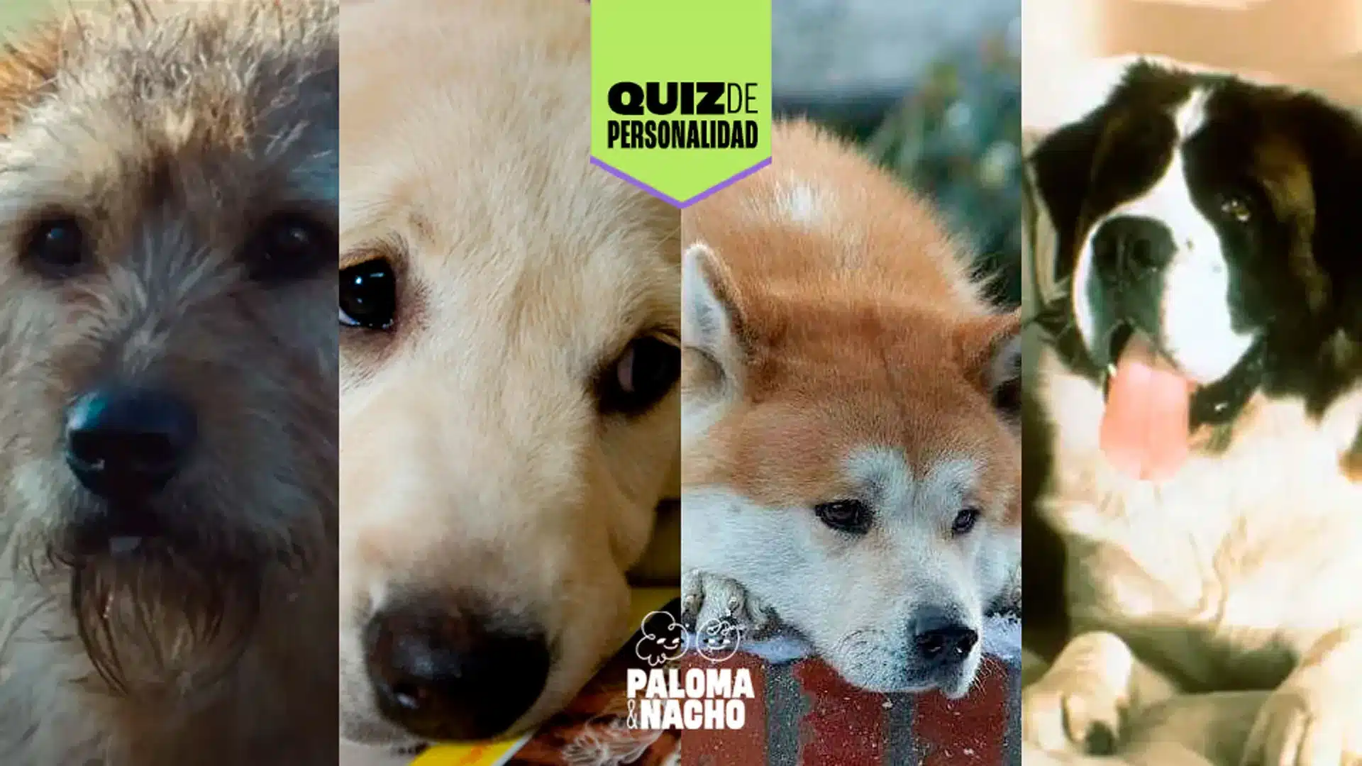 Quiz: ¿Qué perrito del cine te representa?