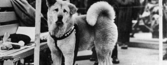 Esta es la historia real de Hachiko