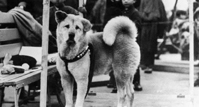 Esta es la historia real de Hachiko