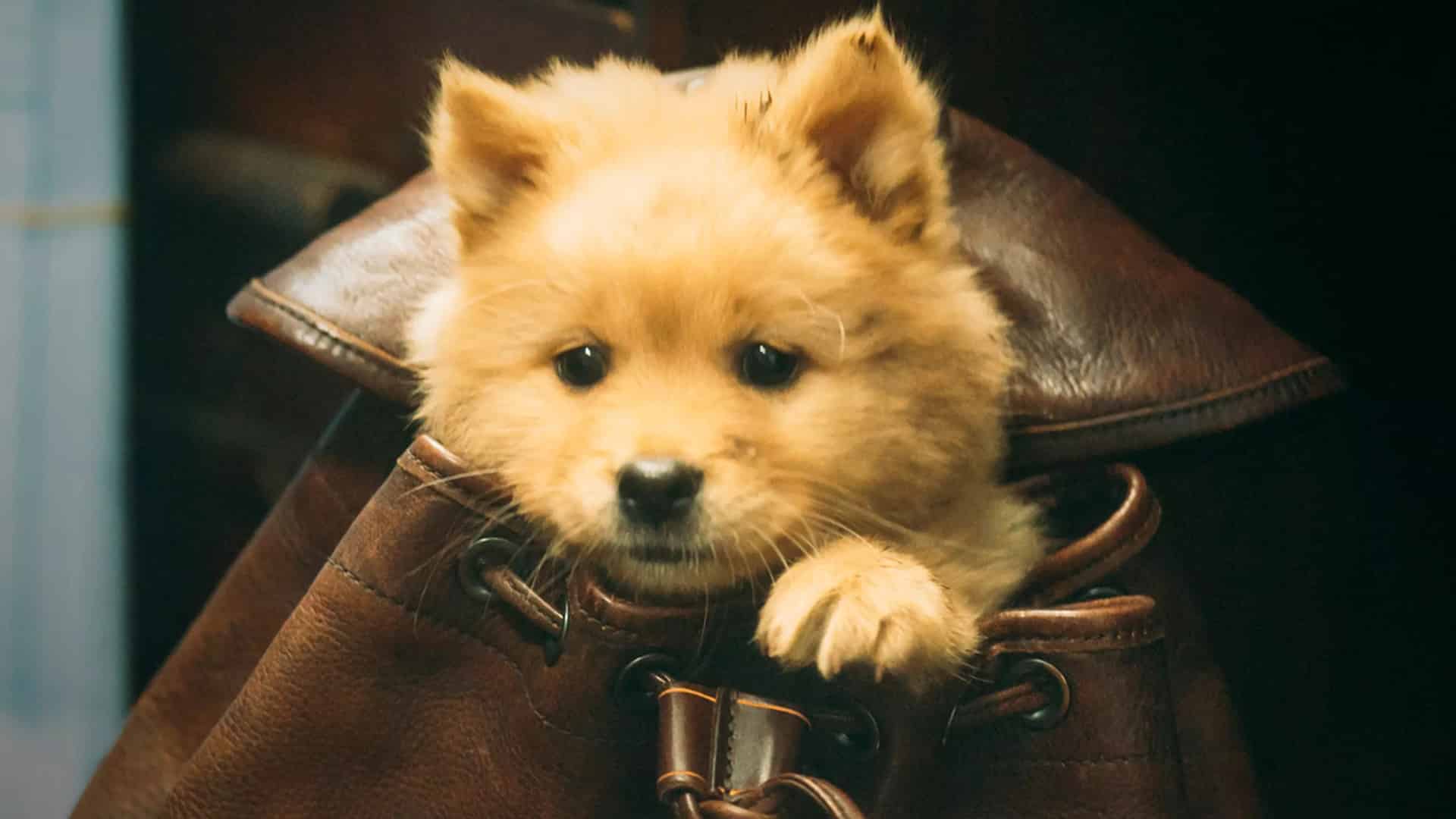 Hachiko trailer nueva película