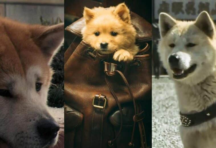 Hachiko: Conoce las diferencias entre las tres versiones fílmicas de la historia