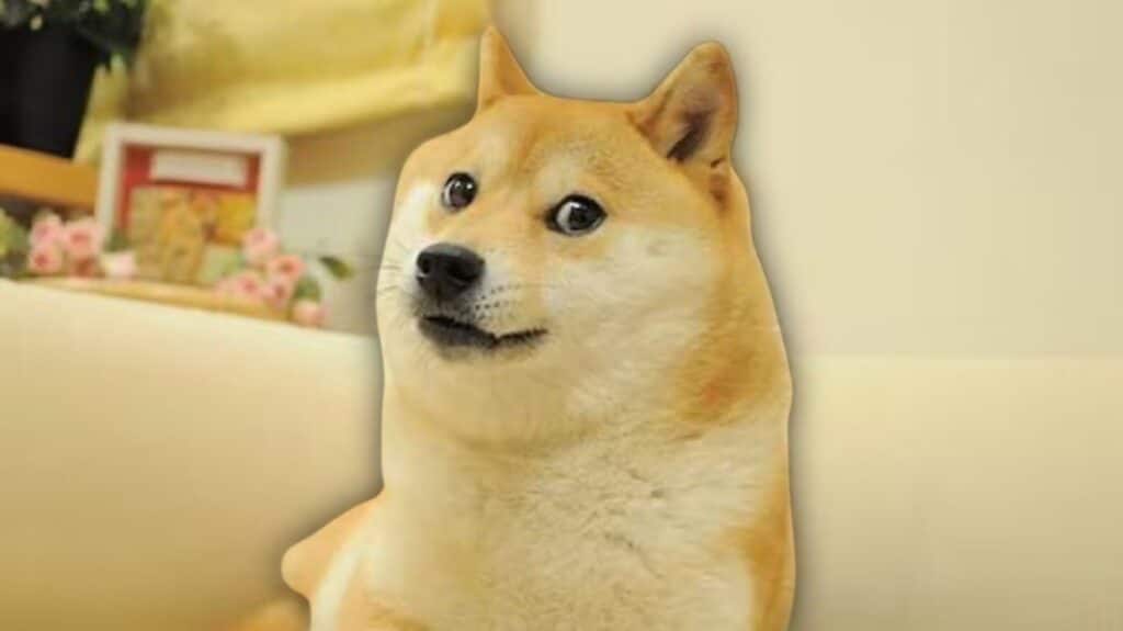 Murió Kabosu, la perrita protagonista del icónico meme “Dodge”