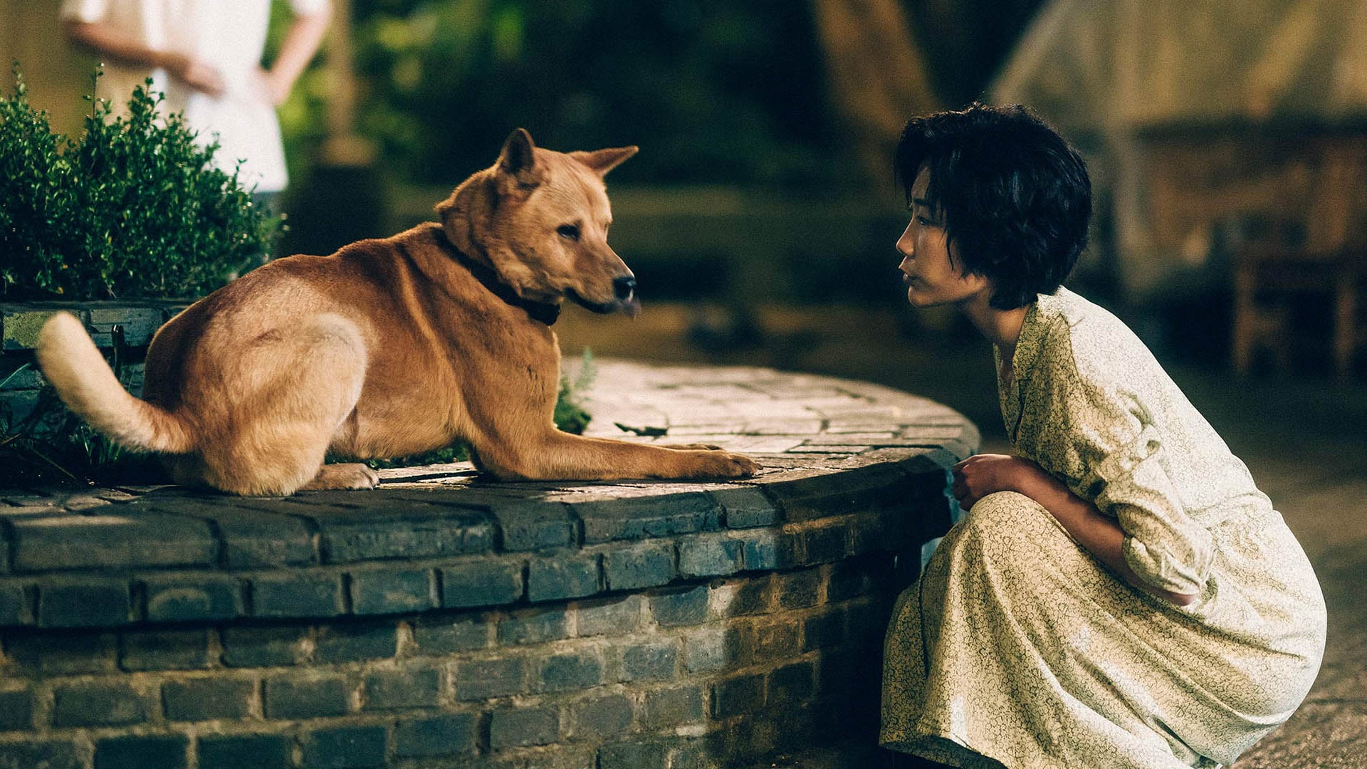 Hachiko una historia verdadera película china 