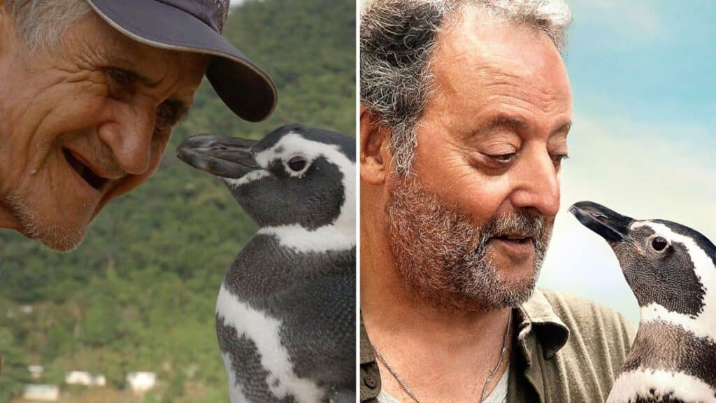 Mi amigo el pingüino: Conoce la historia real