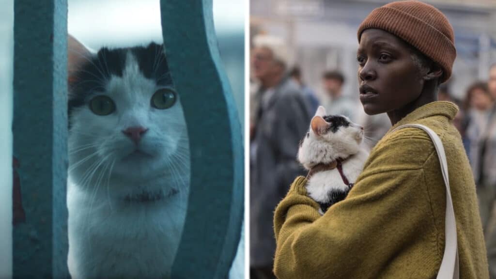 Conoce a Frodo, el gato de Un lugar en silencio: Día uno