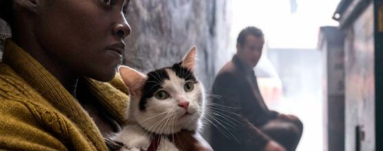 Frodo gatito Un lugar en silencio Perspirex