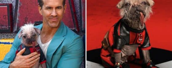 "Peggy/Mary Puppins/Dogpool. Yesterday, somebody approached her about starting her own fragrance line and I fell over laughing but eventually stopped laughing and continued pitching her the fragrance line" @VancityReynolds