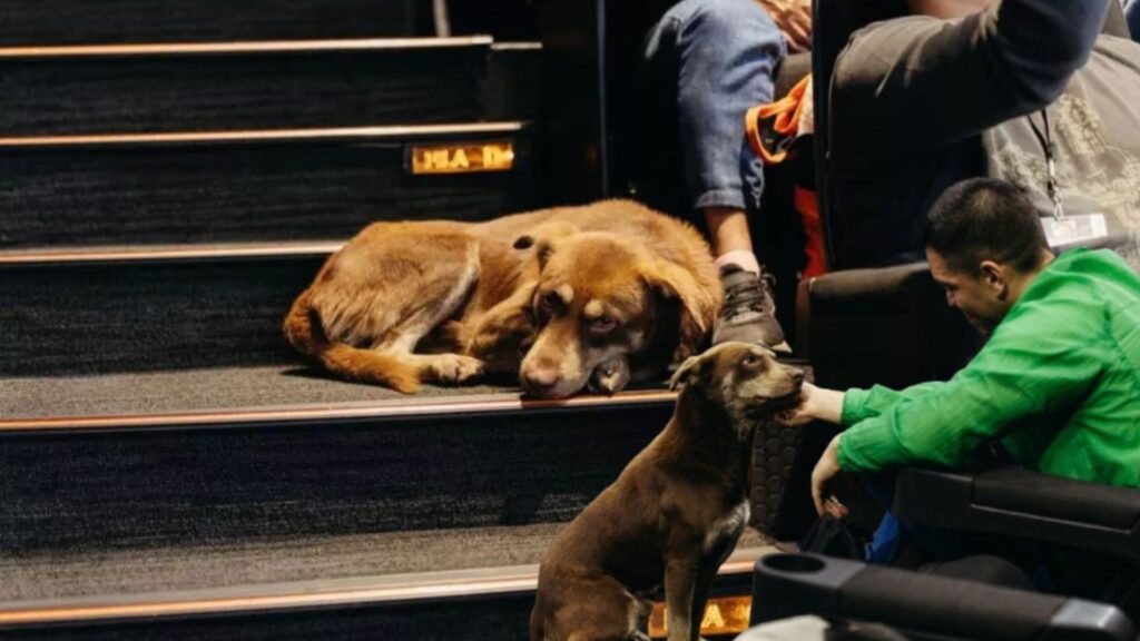 Cácaro perrito FICM 2024
