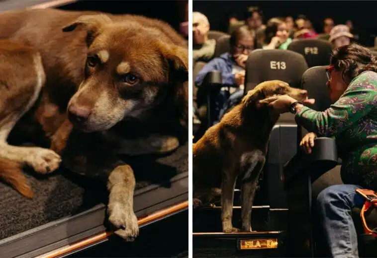 FICM 2024: Conoce a Cácaro, el perrito cinéfilo que cautivó al festival