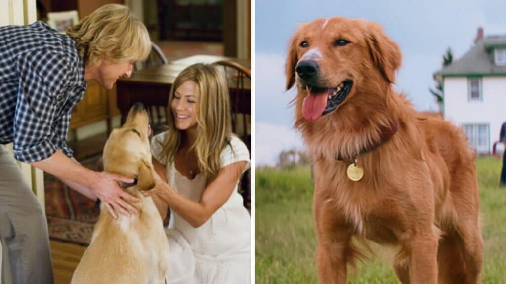 ¿Sensible a los lomitos? Esta página te avisa si un perro m*ere en una película