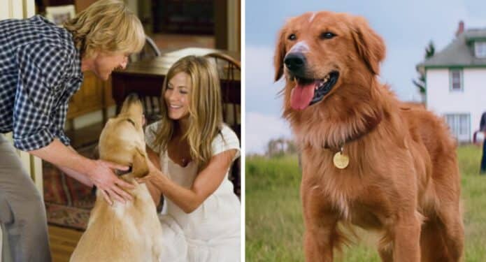 pagina perro muere película