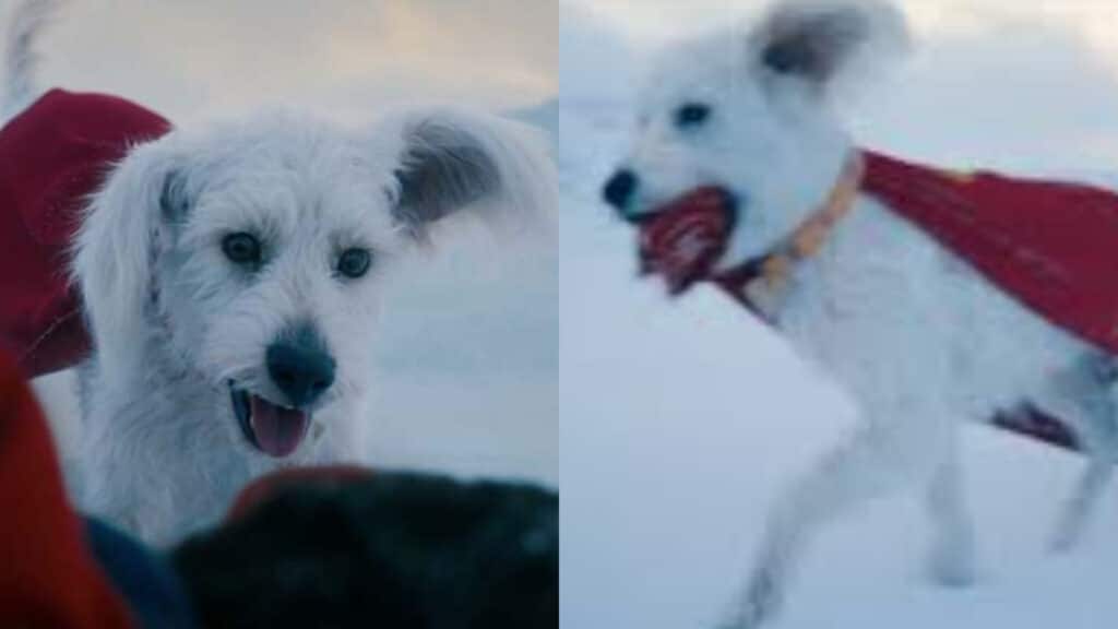 Superman (2025): Conoce a Krypto, el superperro y nuevo héroe en la cinta
