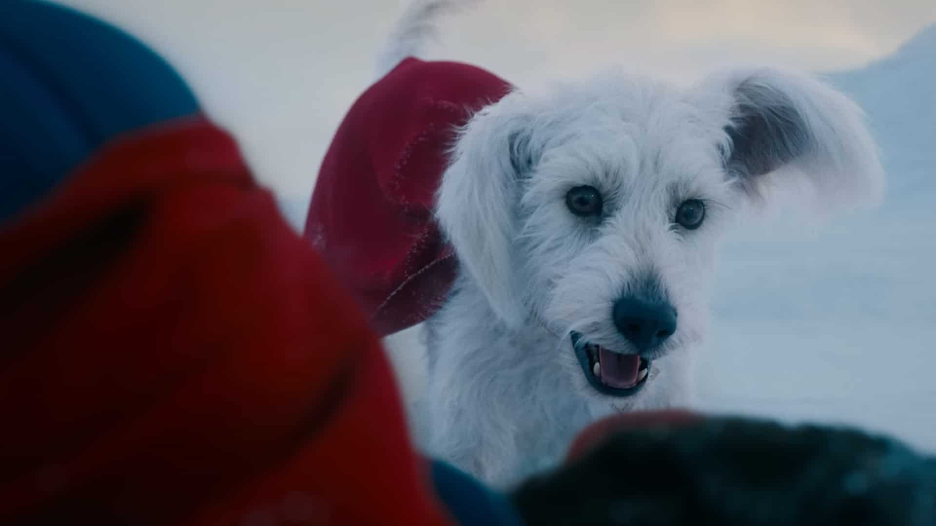 Krypto en la película de Superman 2025