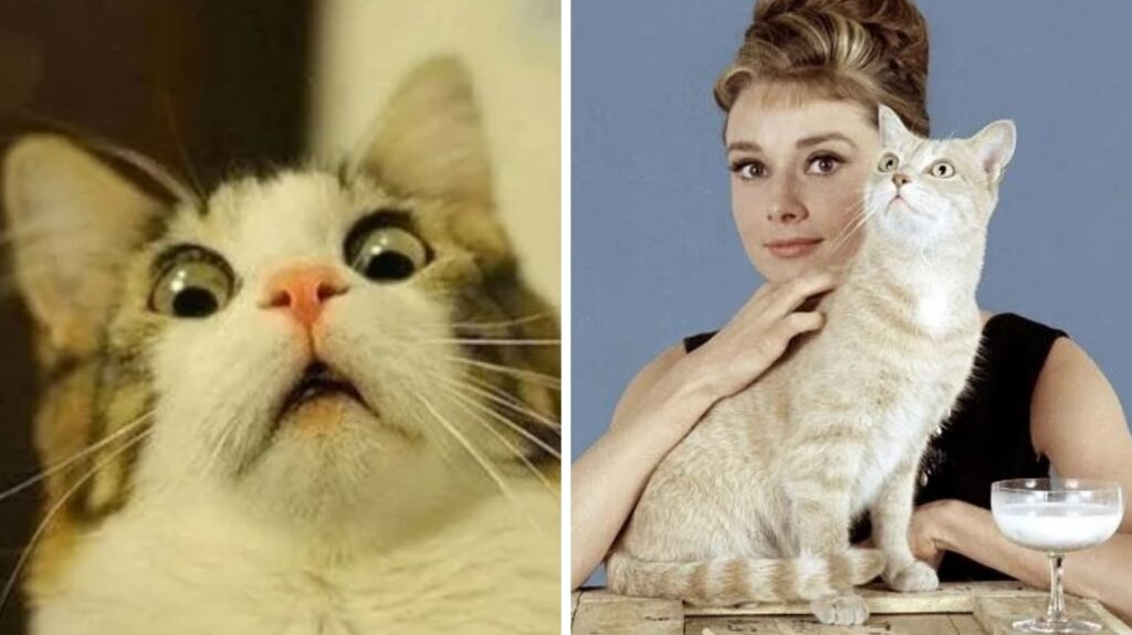 ¡Estrella sin igual! Conoce a Orangey, el gato galardonado del cine
