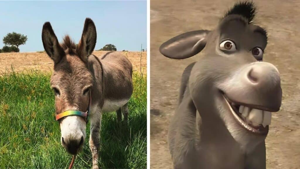 Muere Perry, inspiración para Burro de Shrek, a los 30 años
