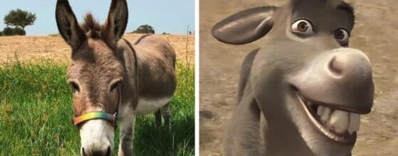 muerte burro shrek