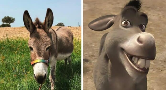 muerte burro shrek