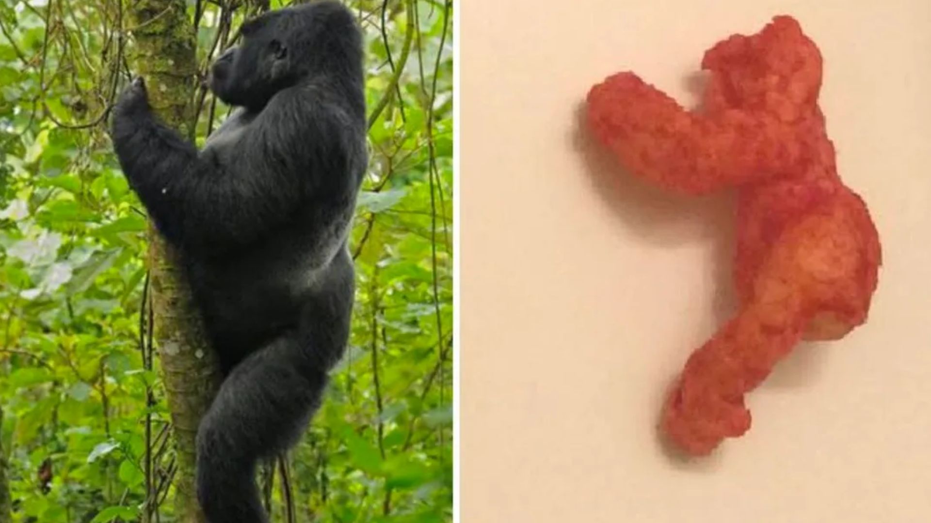 cheeto harambe venta