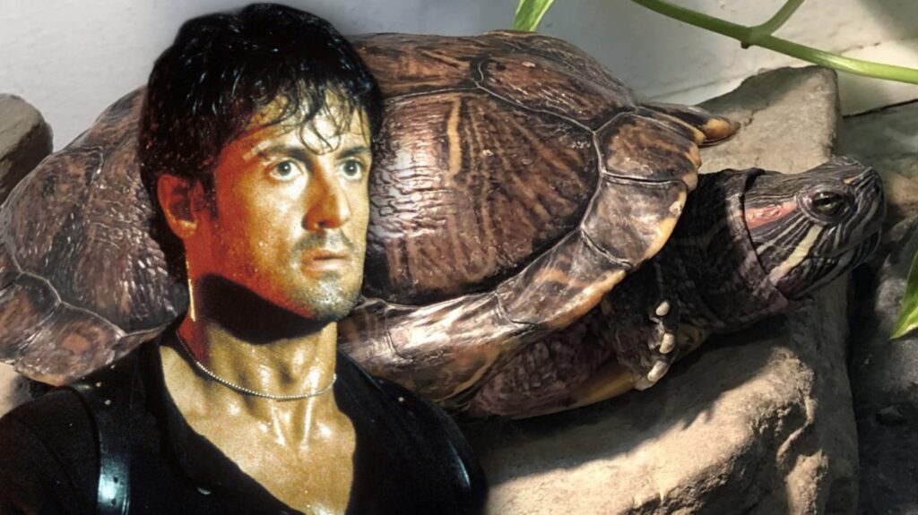 ¡Compañeras de por vida! Conoce a Cuff y Link, las tortugas de Sylvester Stallone