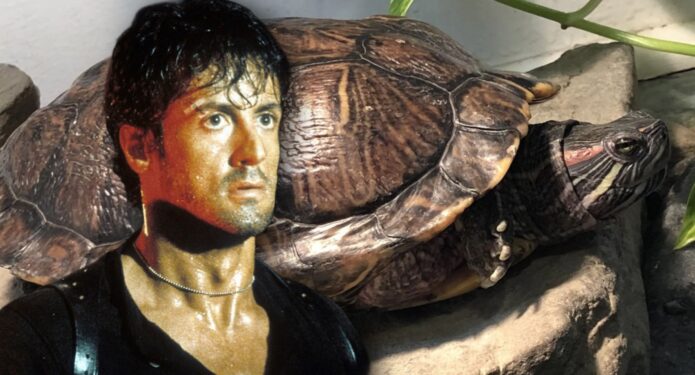 Cliff y Link, las tortugas de Sylvester Stallone