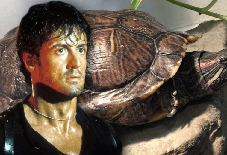 Cliff y Link, las tortugas de Sylvester Stallone