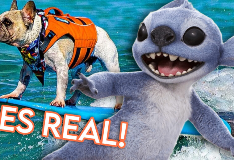 Bulldog francés que surfea en Lilo & Stitch live-action