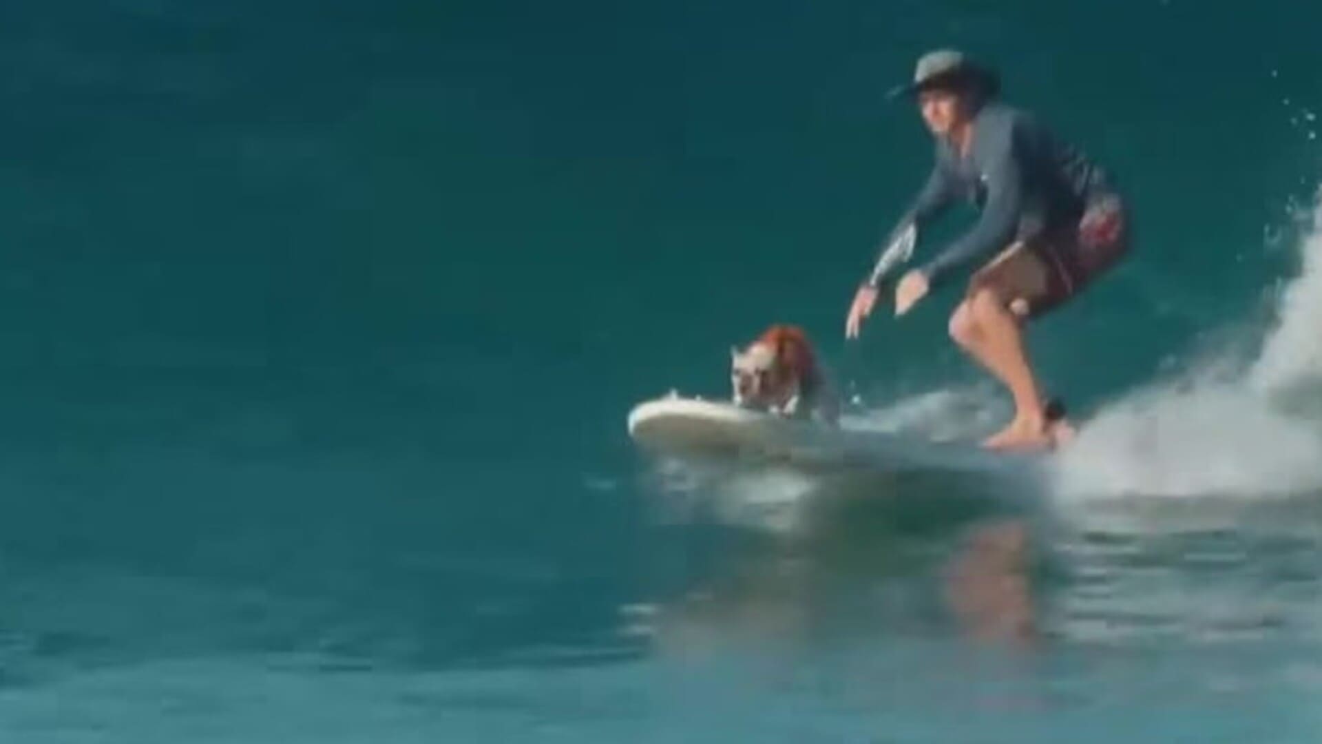 Perro surfeando