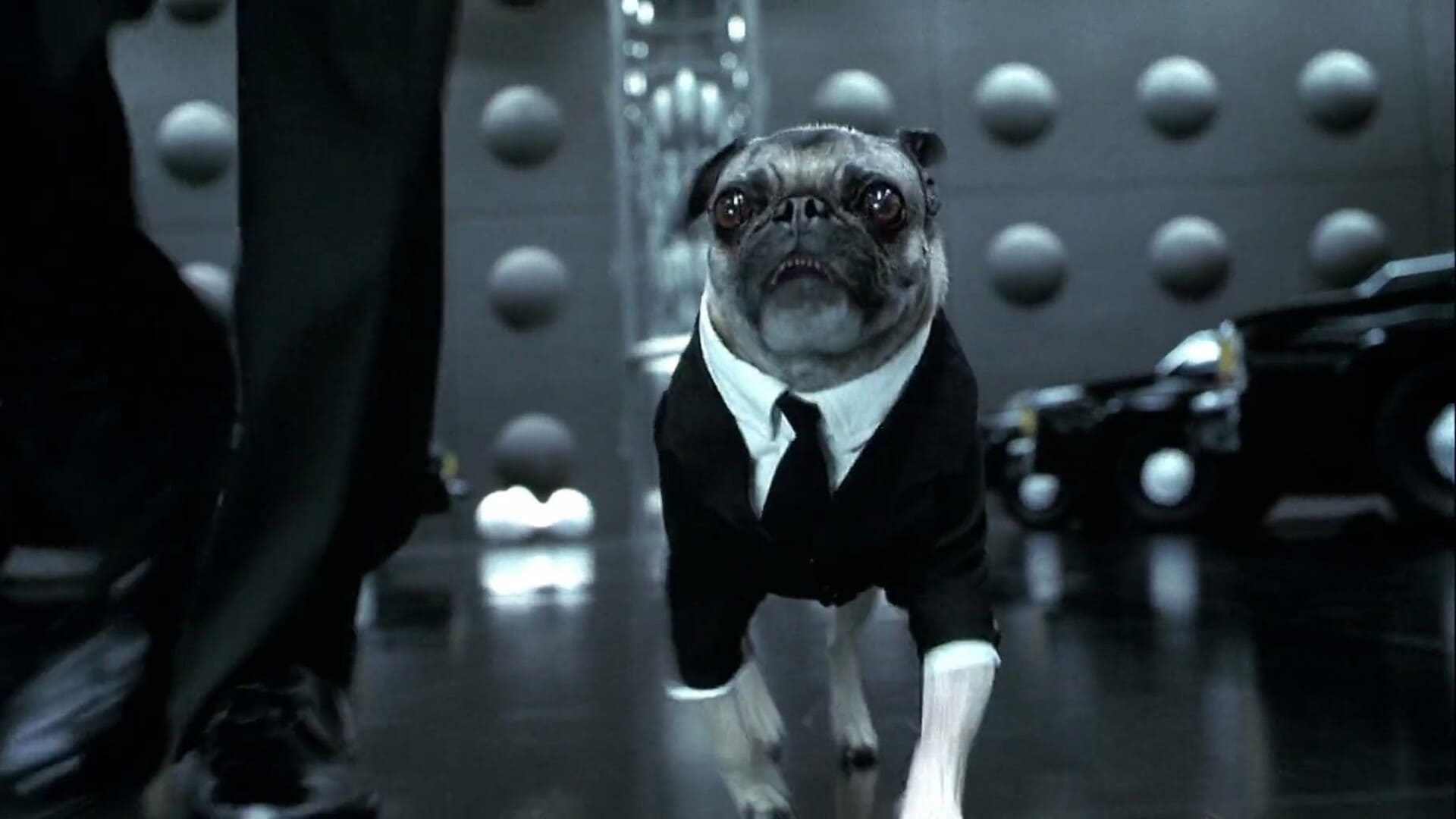 Frank el pug
