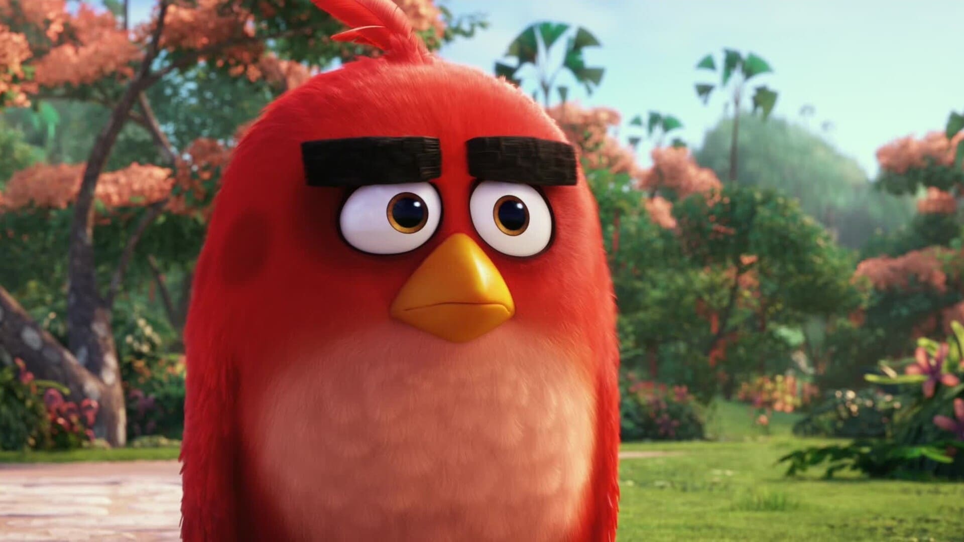 angry birds