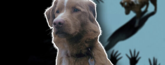 Good Boy Indy perro