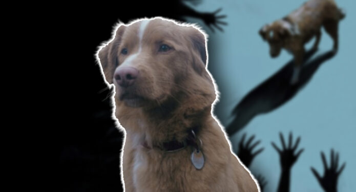 Good Boy Indy perro