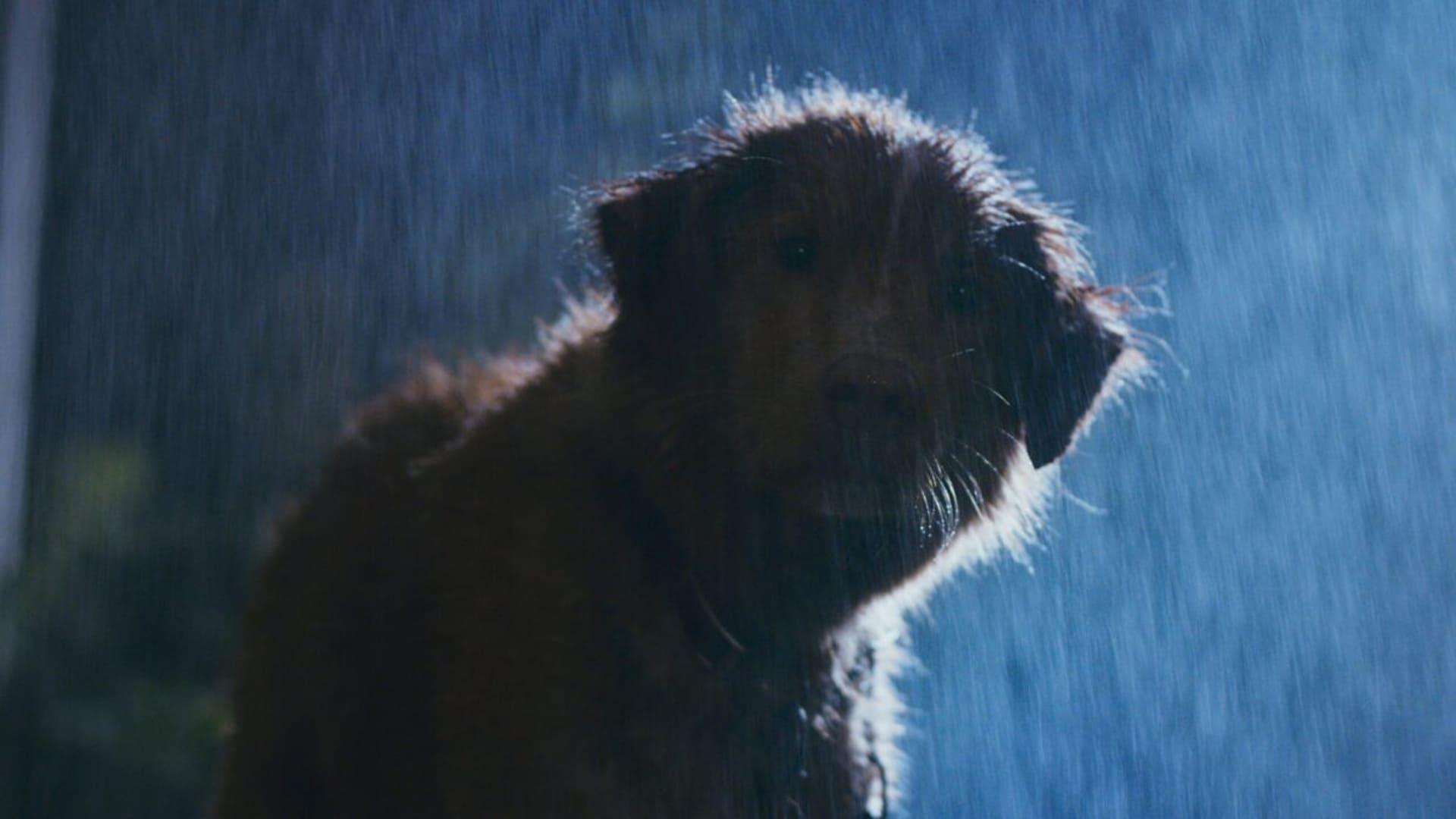 Good Boy Indy en la luvia
