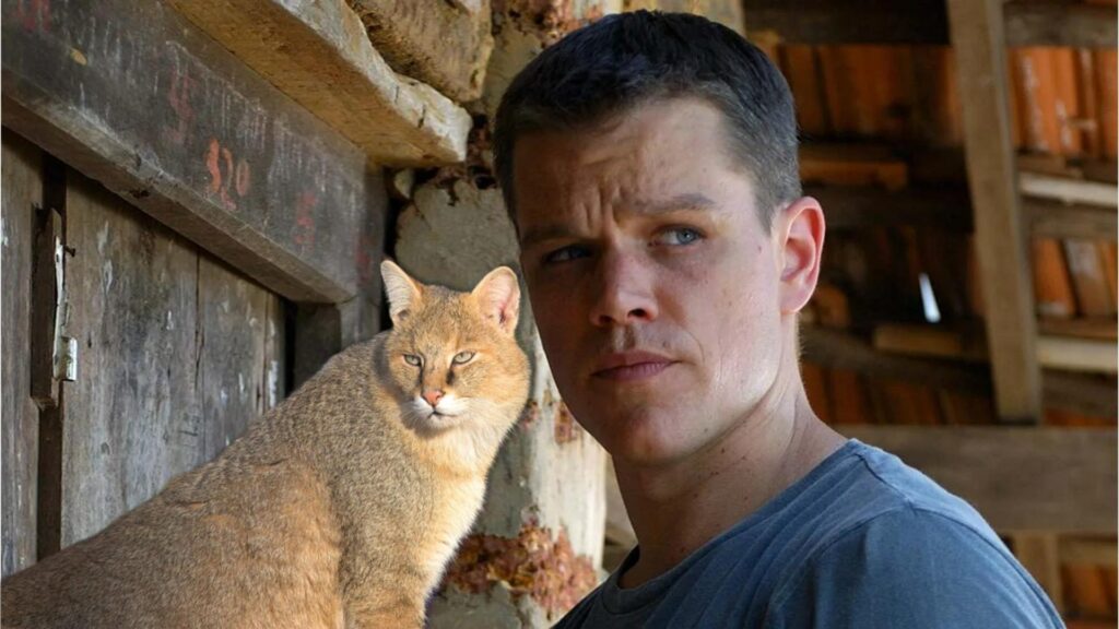 matt damon gato