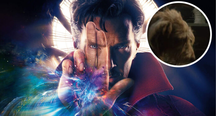 Dr. Strange Perrito