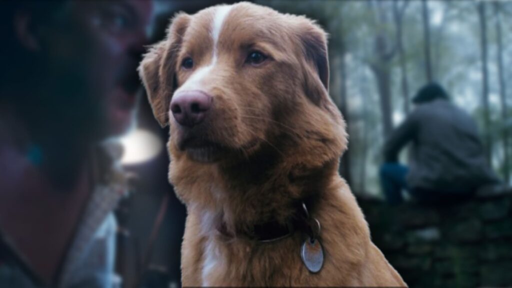 Good Boy Indy Oscar